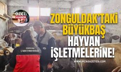 Zonguldak’taki Büyükbaş Hayvan İşletmelerine…!