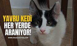 Zonguldak'ta yavru kedi her yerde aranıyor!