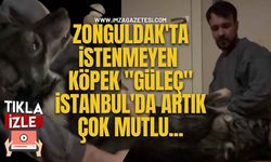 Zonguldak'ta İstenmeyen Köpek "Güleç" İstanbul'da Artık Çok Mutlu...
