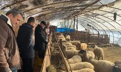 Zonguldak’taki O Müdür Kuzu…!