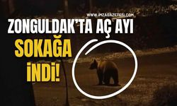 Zonguldak'ta Aç Ayı Sokağa İndi!