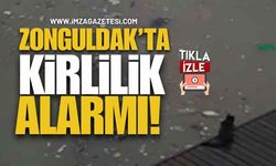 Zonguldak Sahili'nde Kirlilik Alarmı! Sessiz Tanık Bir Kedi!