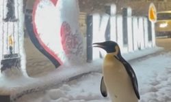 Dünyanın Konuştuğu “Nihilist Penguen Kilimli’ye Uğradı!