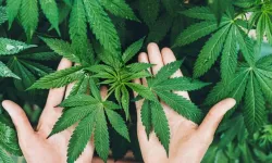 Zonguldak’ta da Kenevir Üretimi…!