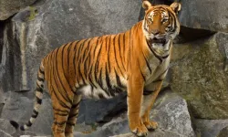 Kedigiller Ailesinin En Büyüğü Kimdir?