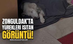 Zonguldak'ta Yürekleri Isıtan Görüntü!
