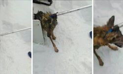 Vatandaşın kümesine giren kurdu devlet çıkarttı