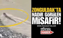 Zonguldak'ta Nadir Görülen Misafir!