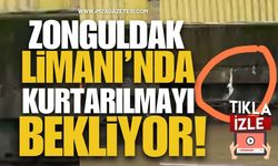 Zonguldak Limanı’nda Kurtarılmayı Bekliyor!