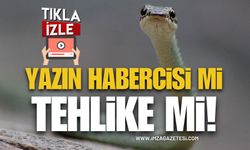 Yazın Habercisi Mi, Yoksa Tehlike Mi?