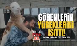 Yeni Doğan Minik Buzağını Sırtında Taşıması Görülmeye Değer!