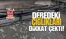 Deredeki Çığlıkları Dikkat Çekti!