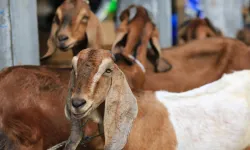 Afrika’da Kurban Bağışı Çalışmalarının Sahadaki Etkisi Araştırıldı