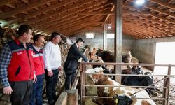 Müdür Köydeki 200 Büyükbaş Hayvan kapasiteli işletmede!