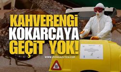 Kahverengi Kokarcaya Geçit Yok!