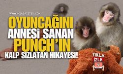 Oyuncağını Annesi Sanan Bebek Maymun Punch’ın Kalp Sızlatan Hikayesi!