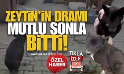 Zeytin'in Dramı Mutlu Sonla Bitti! Elveda Zeytin, Merhaba Peri...