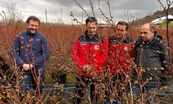 Müdürden Yaban Mersini Bahçesinde İnceleme!