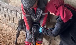 Buzağılar Küpeleniyor!