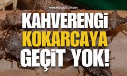 Kahverengi Kokarcaya Geçit Yok!