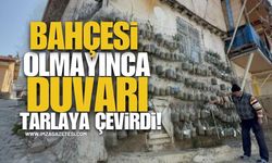 Bahçesi Olmayınca Duvarı Tarlaya Çevirdi!