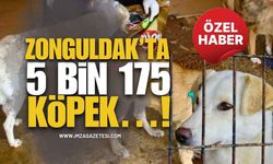 Can Dostlarımızın Gözleri Yollarda! Zonguldak’ta 5 Bin 175 Köpek…!