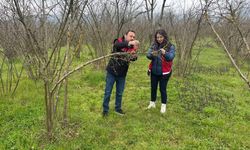 Fındık Ve Çilekler Adım Adım İzleniyor!