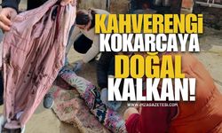 Komşuda Kahverengi Kokarcaya Doğal Kalkan!