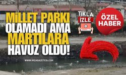 Lavuar Alanı, Millet Parkı Olamadı Ama Martılara Havuz Oldu!