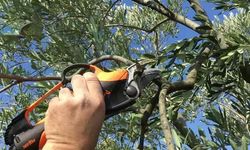 Meyve Ağaçlarında Budama ve Terbiye Kursu Duyurusu!