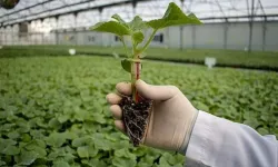 Yüzde 75 Destekleniyor!