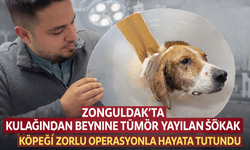 Zonguldak’Ta Kulağından Beynine Tümör Yayılan Sokak Köpeği Zorlu Operasyonla Hayata Tutundu
