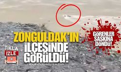 Zonguldak'ın İlçesinde Görüldü! Görenler Şaşkına Döndü!