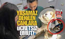 “Yaşamaz” Denilen Canlara Ücretsiz Umut! Zonguldak’ta 10 Bin Sokak Hayvanı Hayata Tutundu!