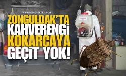 Zonguldak’ta Kahverengi Kokarcaya Geçit Yok!