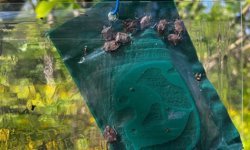 Kahverengi Kokarca Tuzakları!