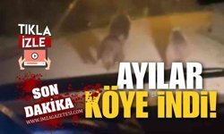 Zonguldak'ta Aç Kalan Ayılar Köye İndi! Böyle Görüntülendi!