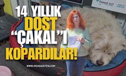 Çaycuma'da 14 Yıllık Dost "Çakal"ı Kopardılar! Mahallenin Maskotu Çakal'ı Geri Verin!