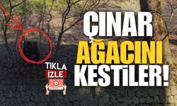 Çınar Ağacının Kesilmesi Tepki Çekti!