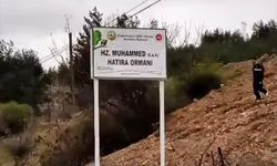 Komşuda Hz. Muhammed (SAV) Hatıra Ormanı!