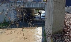 Komşuda Larva Ve Sinekler Gözlem Altında!