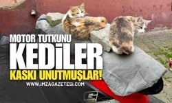 Motosiklet Tutkunu Kediler Kasklarını Takmayı Unutmuşlar!