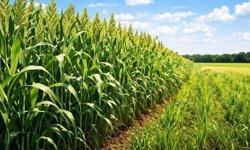 O Tohumdan Dağıtılacak!