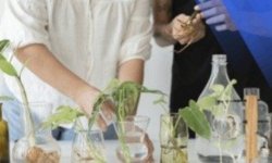 Tıbbi ve Aromatik Bitkiler Eğitimi Başlıyor!