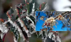 Zirai Don Uyarısı!