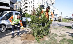 Zonguldak’ın Yeşil Dokusunu Güçlendirmeye Devam Ediliyor