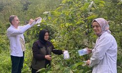 Zonguldak’ta Kestane Gal Arısına Karşı Biyolojik Mücadele!