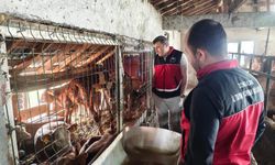 Zonguldak’ta Kurbanlıklara Sıkı Denetim!