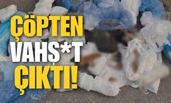 Çöpten Vahş*t Çıktı!