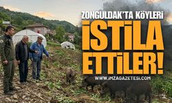 Zonguldak Köylerini İstila Ettiler! Seralar Savaş Alanına Döndü, Vatandaş Çözüm Bekliyor!